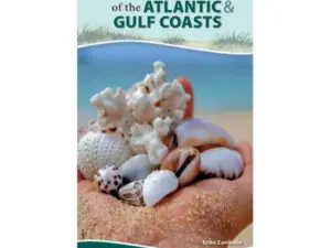 Book cover: hand holding seashells and coral