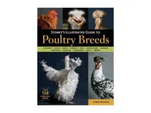 Storey's Illustrated Guide to Poultry Breeds cover