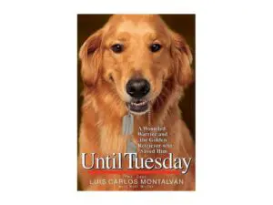 Golden retriever wearing military dog tags