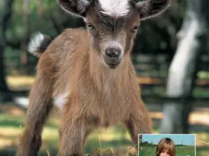 Brown baby goat standing outdoors