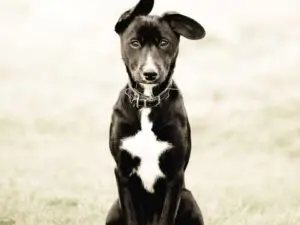 Black dog with white chest sitting on grass