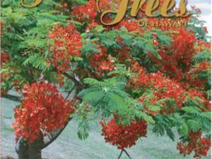 Tropical tree with vibrant red blossoms