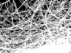 Abstract white web on black book cover