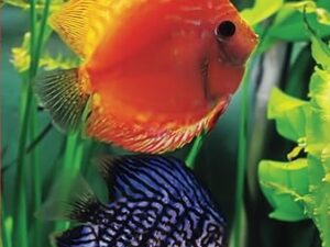 Orange and blue discus fish among aquatic plants
