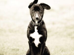 What's a Dog For?: The Surprising History, Science, Philosophy, and Politics of Man's Best Friend by John Homans (Hardcover)