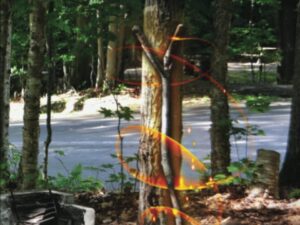The Walking Stick: A Mysterious Attraction by Walter J. Doherty II (New Trade Paperback)