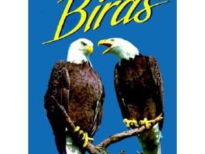 Florida's Fabulous Birds: Land Birds: Their Stories by Winston Williams (Softcover)