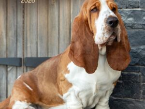 Basset Hound 2026 Square Wall Calendar by Avonside Publishing (New Paperback)