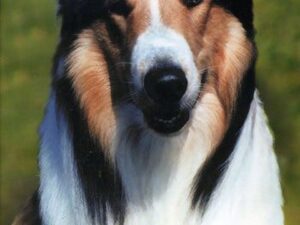 Rough Collie dog portrait with green background